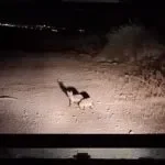 טיול ג'יפים בצפון בלילה